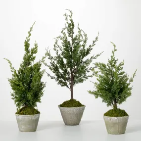 22"H, 26"H and 32"H Sullivans Faux Dwarf Cedar Tree - Set of 3, Green