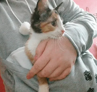 CAT SNUGGLE HOODIE